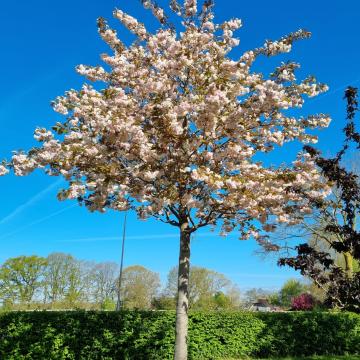 Prunus serrulata 'Shiro-Fugen'