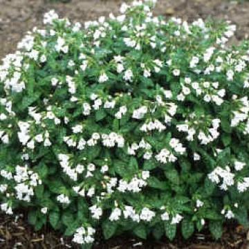 Pulmonaria officinalis 'Sissinghurst White'