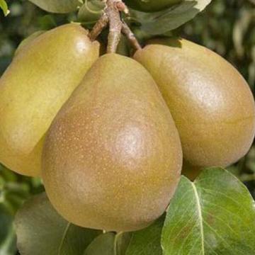 Pyrus comm. 'Beurre Hardy'
