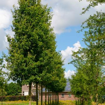 Pyrus calleryana 'Chanticleer'