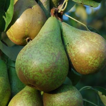Pyrus comm. 'Conference'