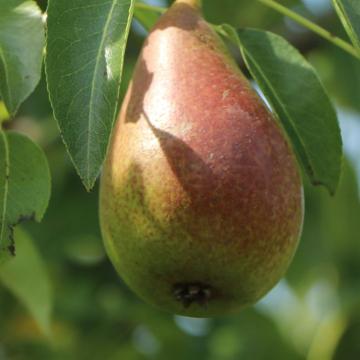 Pyrus comm. 'Decora'