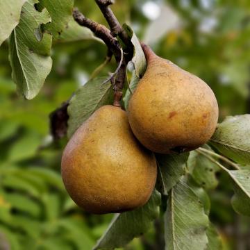 Pyrus comm. 'Gieser Wildeman'