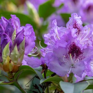 Rhododendron 'Blue Jay'