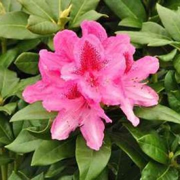Rhododendron 'Cosmopolitan'