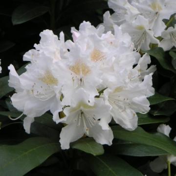 Rhododendron 'Cunningham's White'