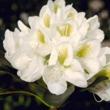 Rhododendron 'Madame Masson