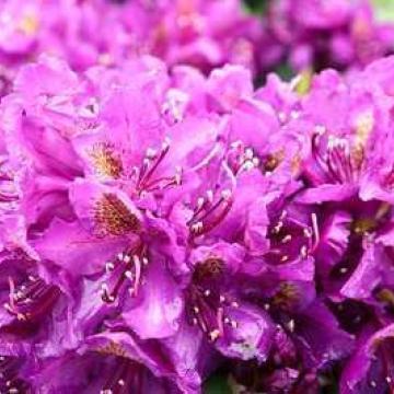 Rhododendron 'Marcel Menard'