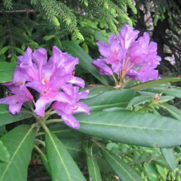 Rhododendron ponticum