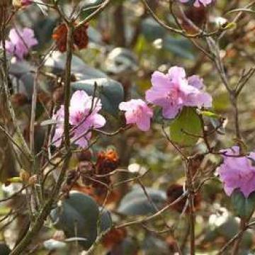 Rhododendron praecox