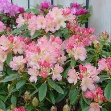 Rhododendron 'Percy Wiseman'