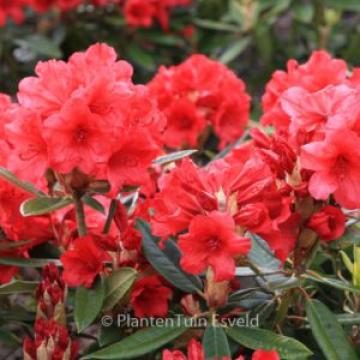 Rhododendron 'Vulcan's Flame'