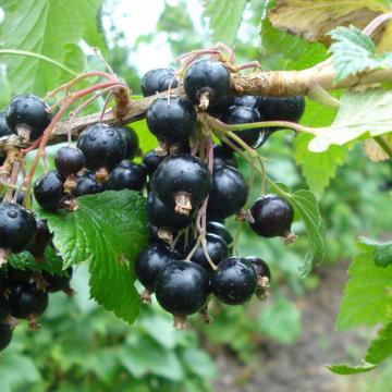 Ribes nigrum 'Ben More'