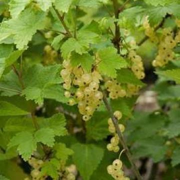 Ribes rubrum 'Witte Bes'