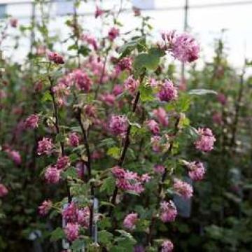 Ribes sanguineum 'King Edward Vii'