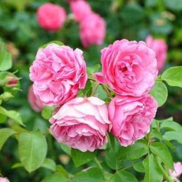 Rosa 'Leonardo Da Vinci' ©