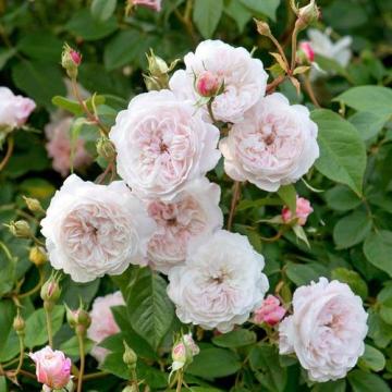 Rosa 'Albrighton Rambler'