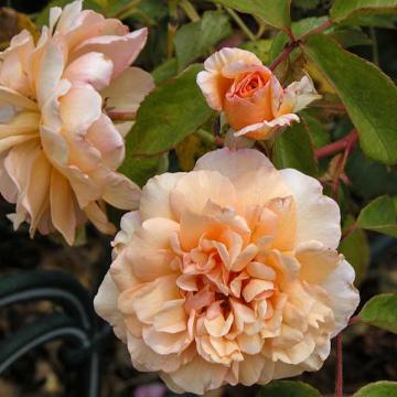 Rosa 'Buff Beauty'