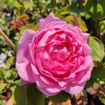 Rosa 'Constance Spry' ®