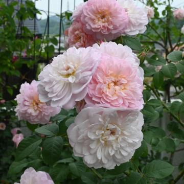 Rosa 'Elizabeth'