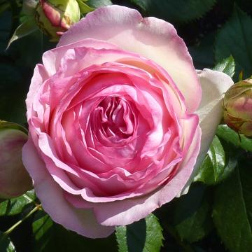 Rosa 'Eden Rose' (Pierre De Rosard)