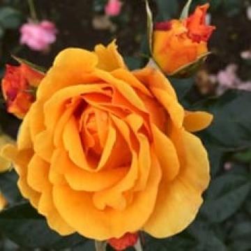 Rosa 'Friendship Forever'