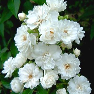 Rosa 'Guirlande D'amour'