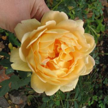 Rosa 'Gloire De Dijon'