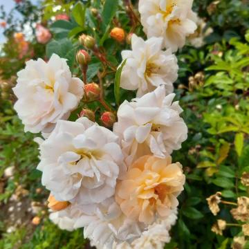 Rosa 'Ghislaine De Feligonde'