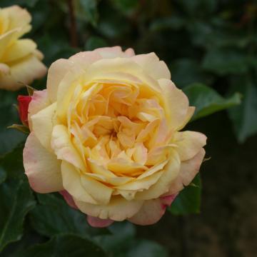 Rosa 'Lampion'