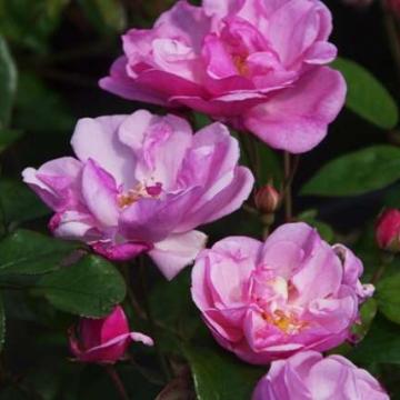 Rosa 'Lavendel Meidiland'