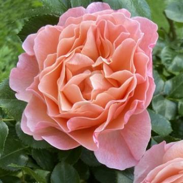 Rosa 'Marie Curie'