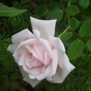 Rosa 'New Dawn'