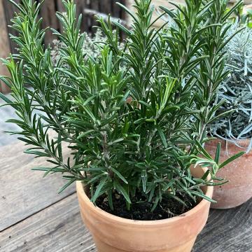 Rosmarinus officinalis