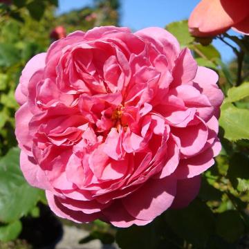 Rosa 'Princess Alexandra'