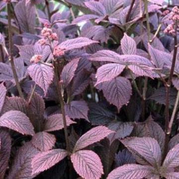 Rodgersia pinnata 'Chocolate Wing' ®