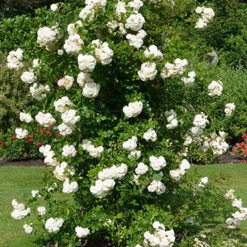 Rosa 'Perfume Dreams'