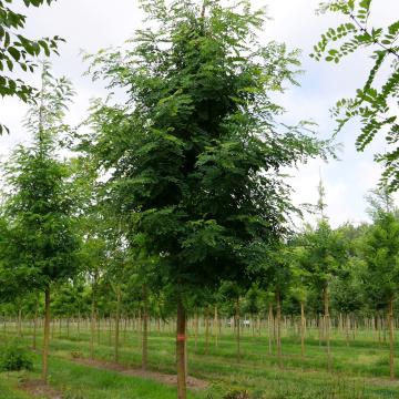 Robinia pseudoacasia
