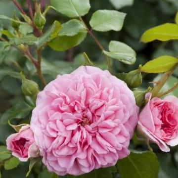Rosa 'Pink Swany' ®