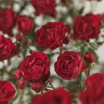 Rosa 'Rode Koster' (morsdag)