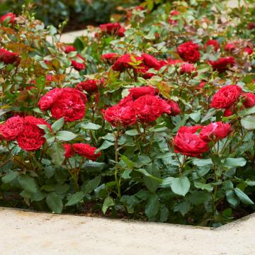 Rosa 'Red Romanza'