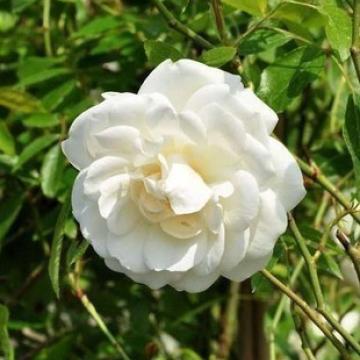 Rosa 'Climbing Schneewittchen' ®