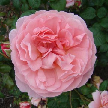 Rosa 'Strawberry Hill' ®