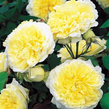 Rosa 'The Pilgrim' ®