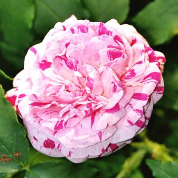 Rosa 'Variegata Di Bologna'