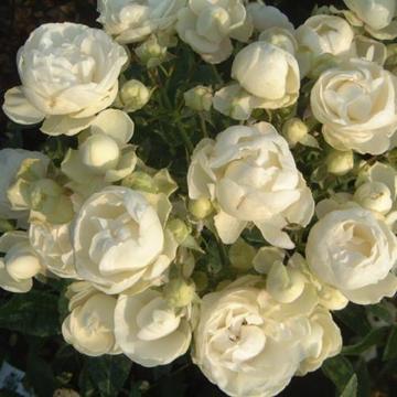 Rosa 'Witte Koster'