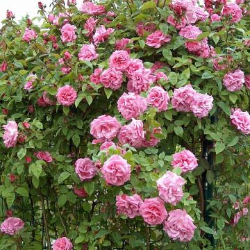 Rosa 'Zephirine Drouhin'