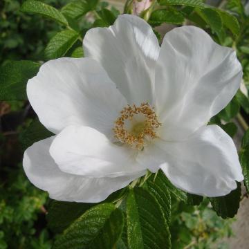 Rosa rugosa 'Alba'