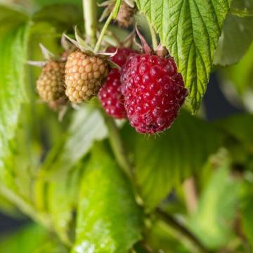 Rubus idaeus 'Zeva Herbsternte'