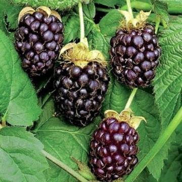 Rubus 'Loganberry'